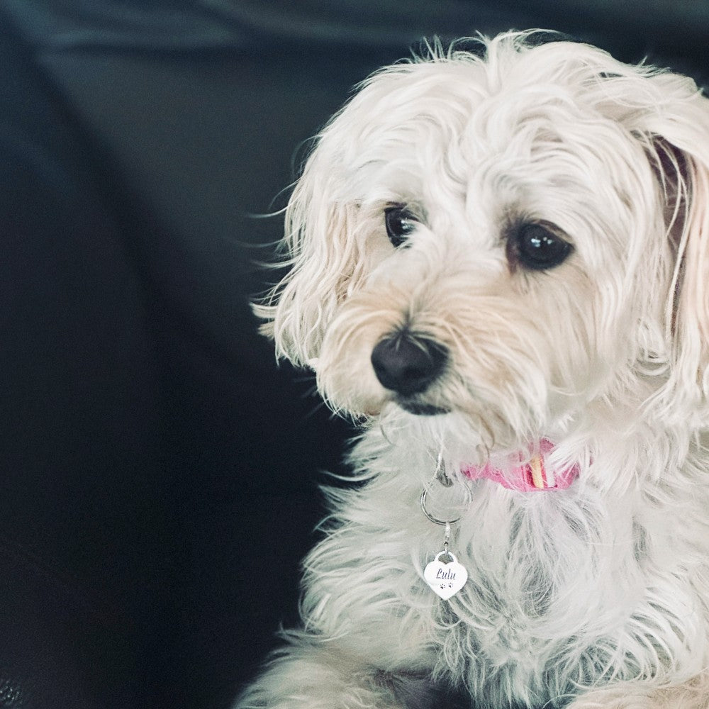 Personalised Clip-on Heart Tag for Dog Collar